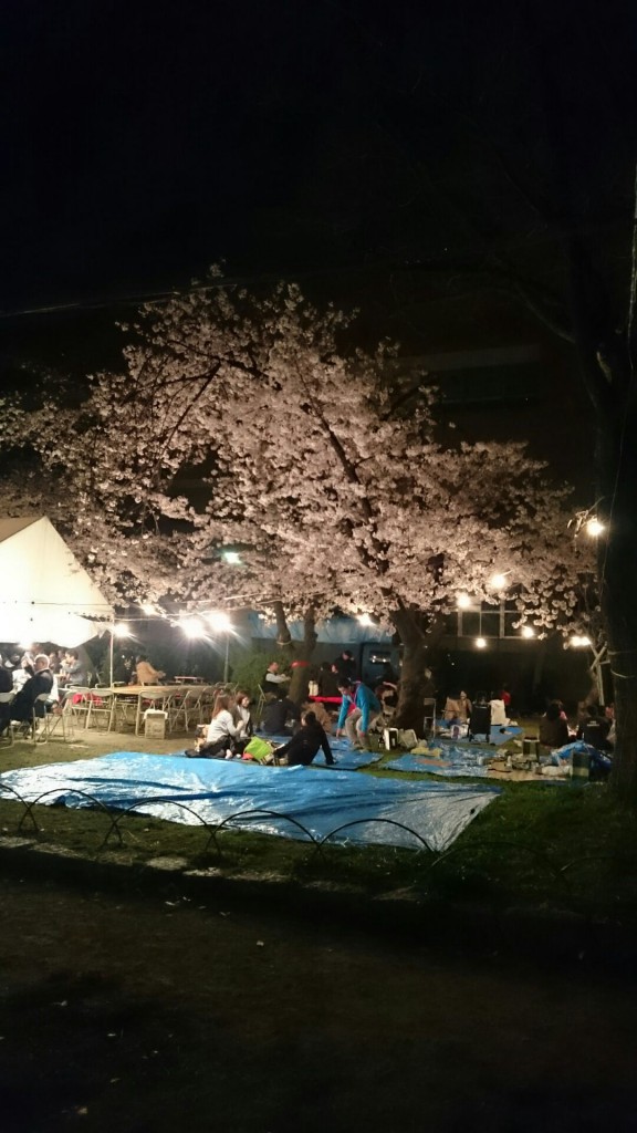 土佐稲荷神社 桜2 16.04.04
