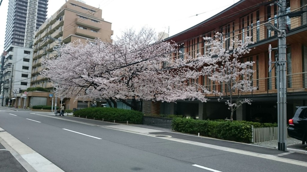 木材会館 桜1 16.04.05