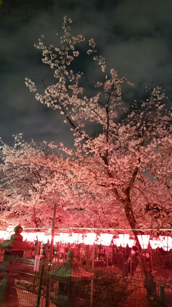 土佐稲荷神社 桜1 16.04.04