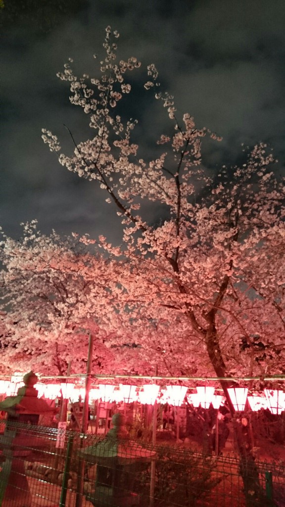 土佐稲荷神社 桜1 16.04.04