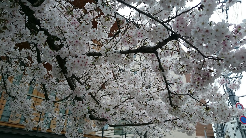 木材会館 桜3 16.04.05