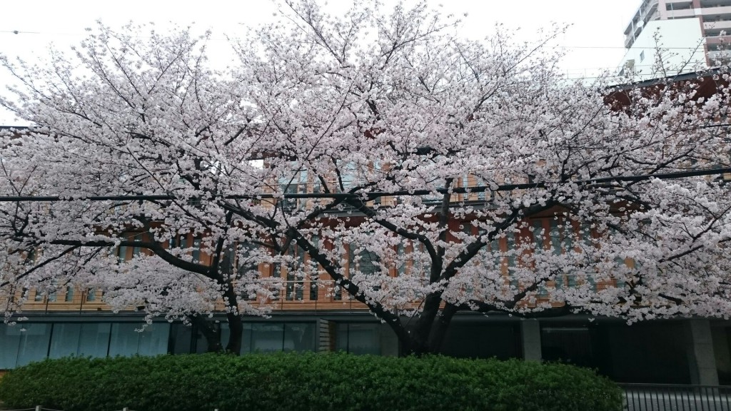 木材会館 桜2 16.04.05